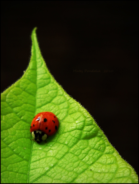 ladybug