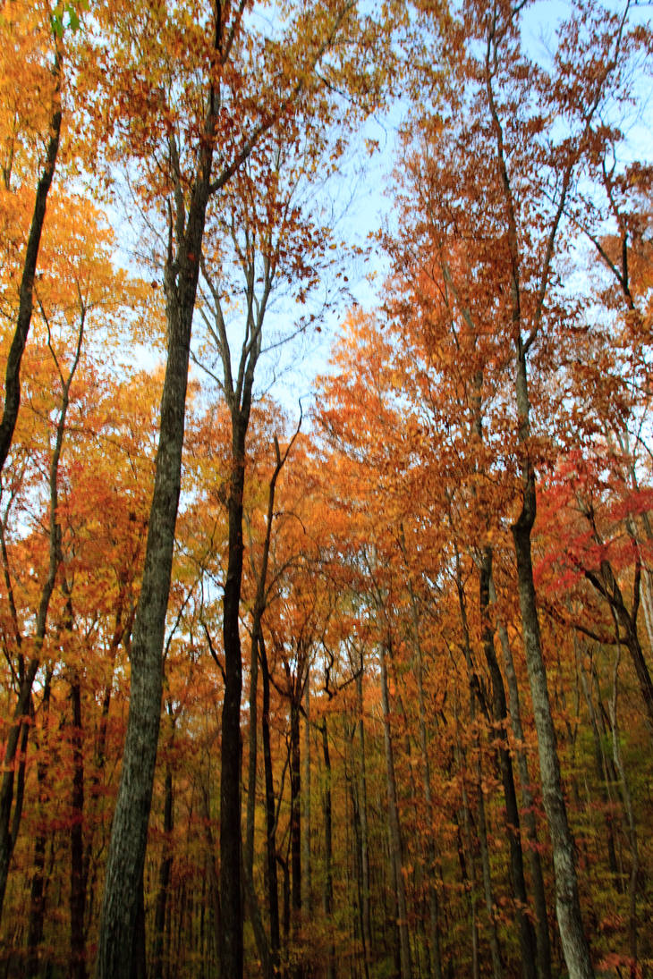 Limber Trees by tylerscottsmith on DeviantArt