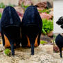 Vintage Pinup Girl Black Suede Pumps