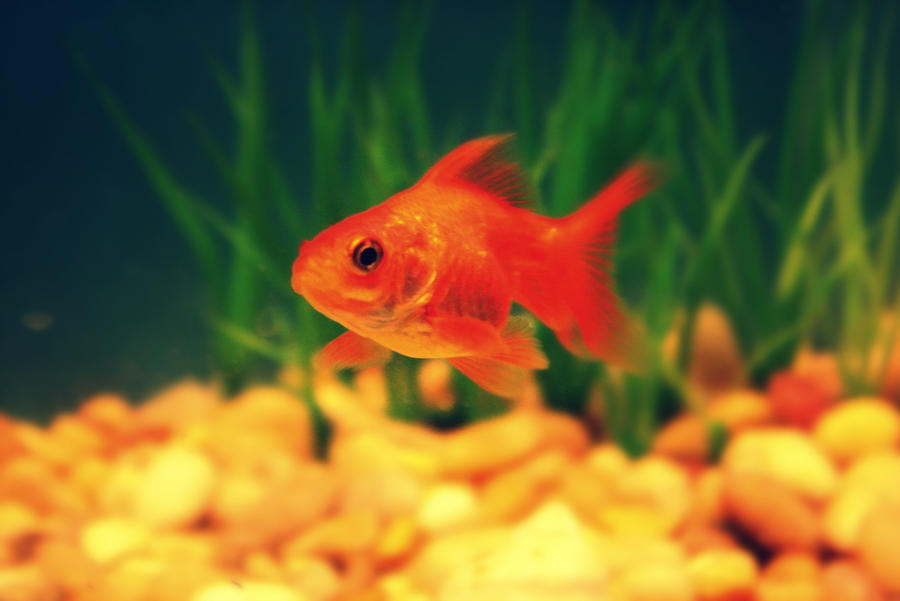 Monty Python Goldfish Monty The Goldfish by KaiEndo on DeviantArt