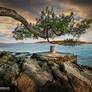 The relaxing tree