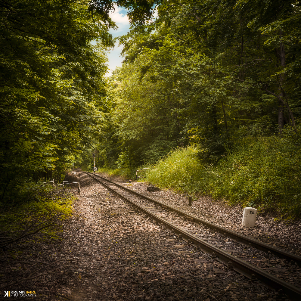 In search of the woodland train