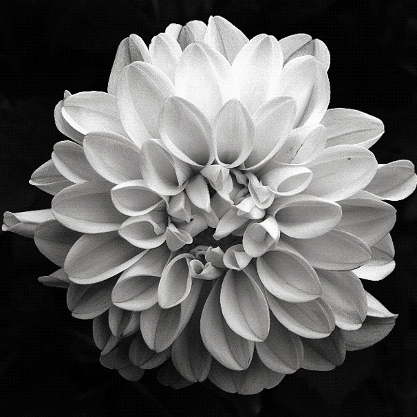 Dahlia