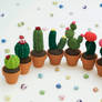 Cacti Group Photo