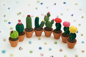 Cacti Group Photo