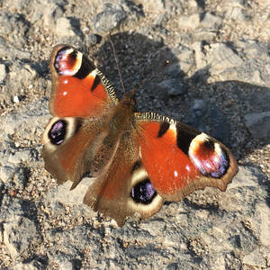 Pfauenauge - Peacock Butterfly