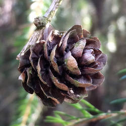 Pinecone