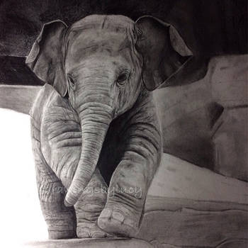 Baby elephant drawing
