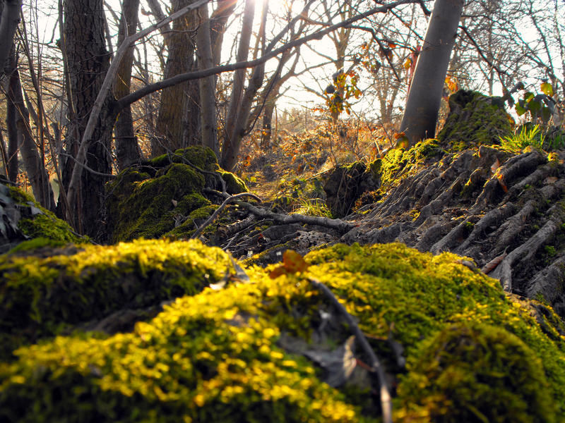 Moss and Trees by River Hafren