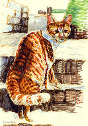 Cat in the Midwinter by linandara