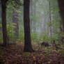 Forest background stock