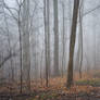 Free Foggy Forest Stock