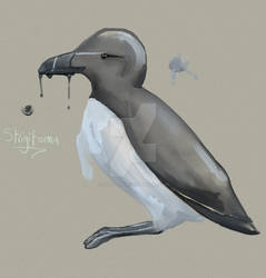 Razorbill