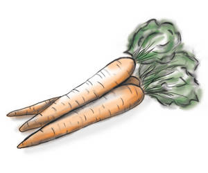 carrot