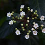 Snowball Flower