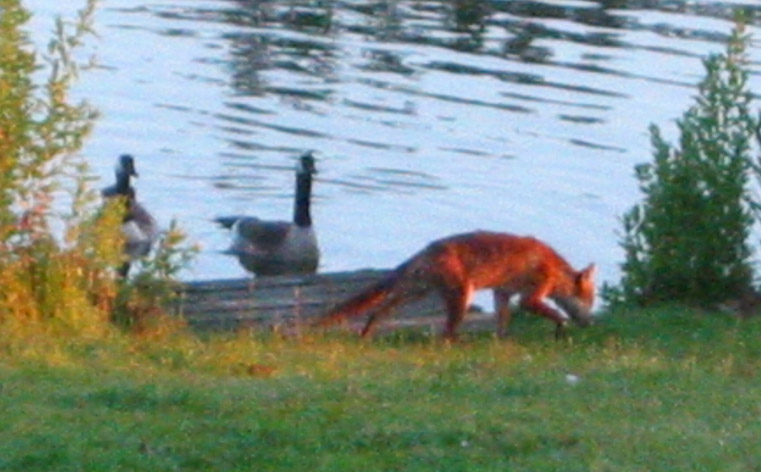 Fox at Sunrise