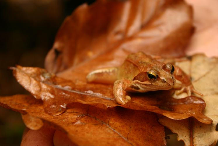 Nature: Rana temporaria. by pacman- on DeviantArt