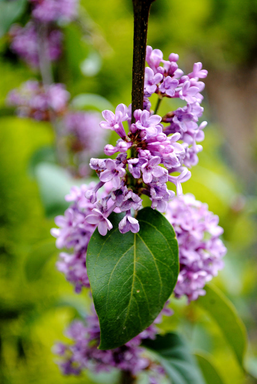 PuRpLe LeaF