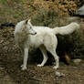 White Wolf