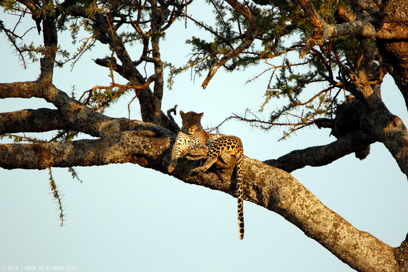 Lazy afternoon