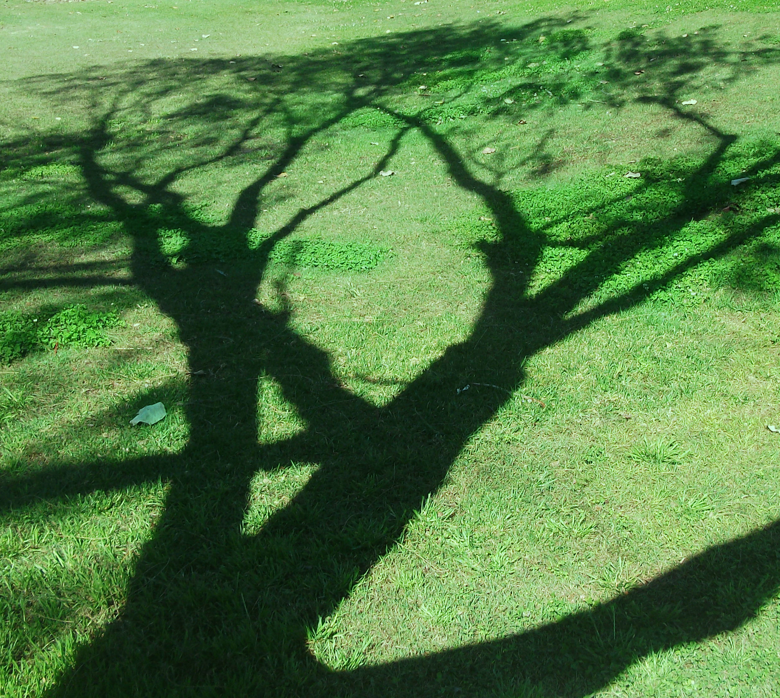 Tree Shadows