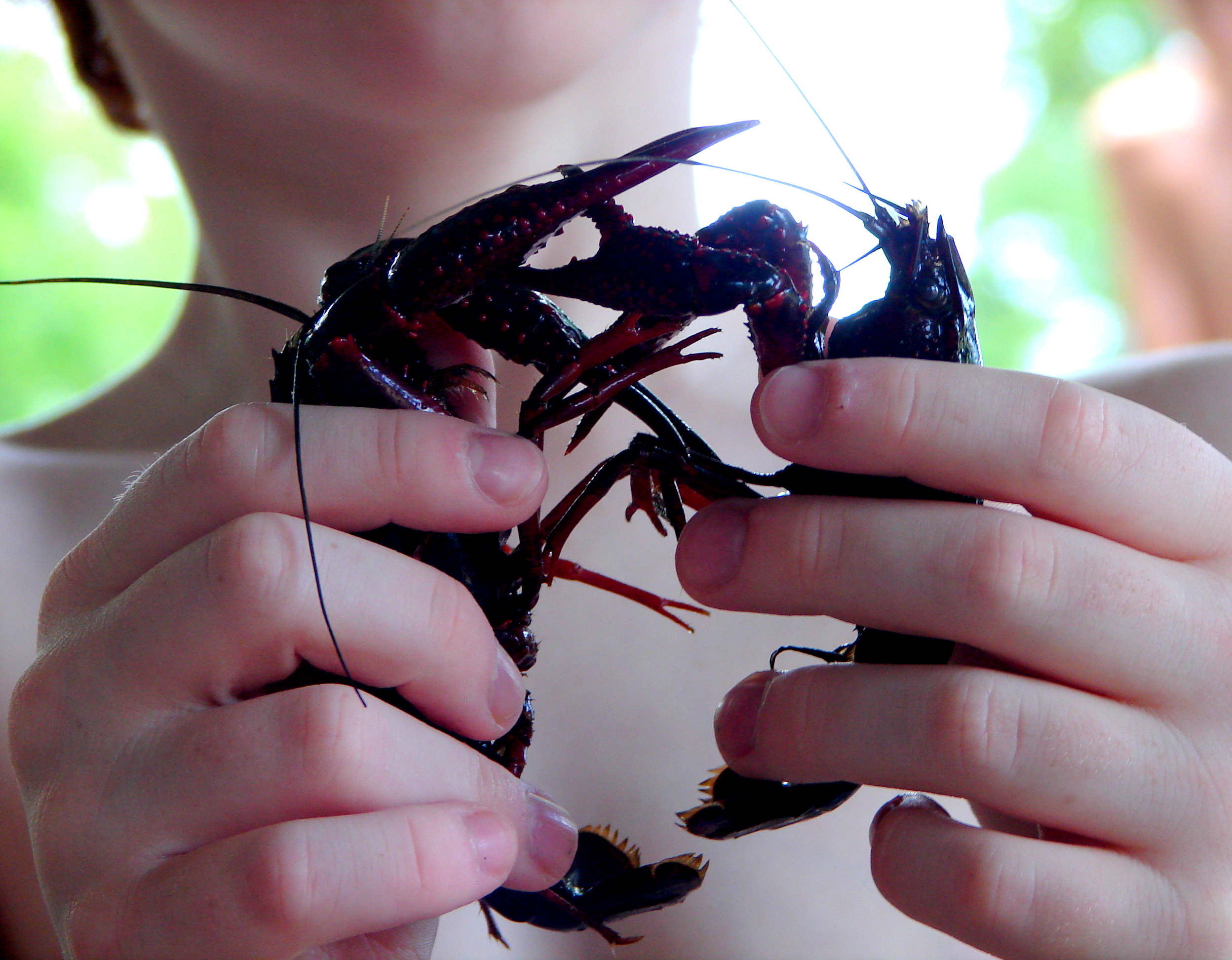 Crawfish Love! :3