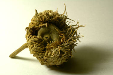 Acorn Pod