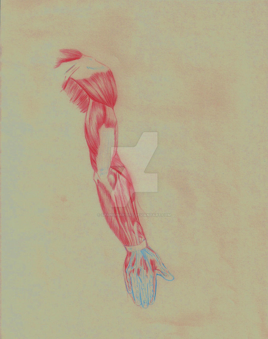 anatomy arm-back view by spanishartist on DeviantArt