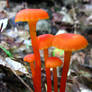 Red mushrooms2