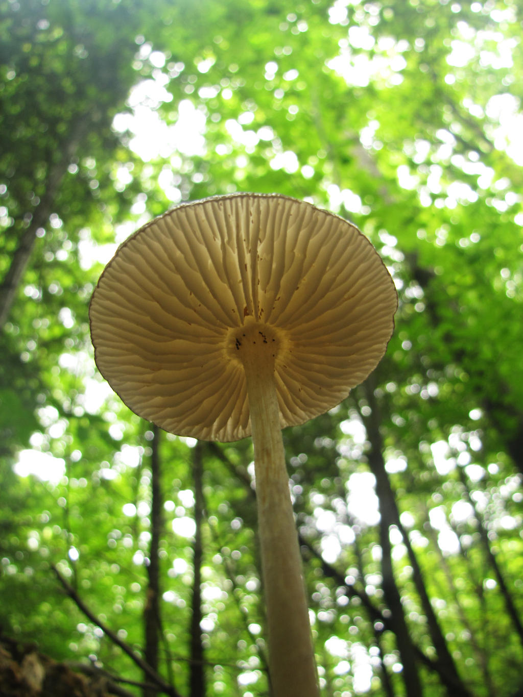 View from the forest Floor...