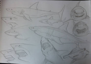 Shark study