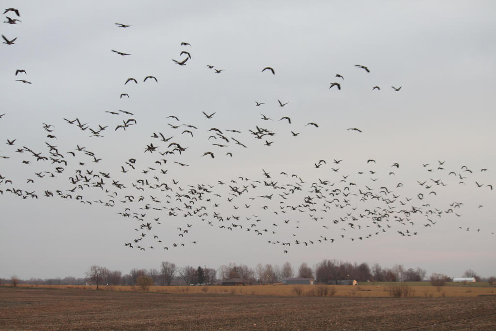 Sky Geese