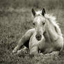 palomino in sepia