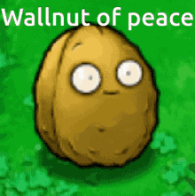 Wallnut of peace
