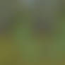 Lite the Shiny Jolteon