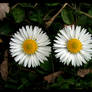 dasies