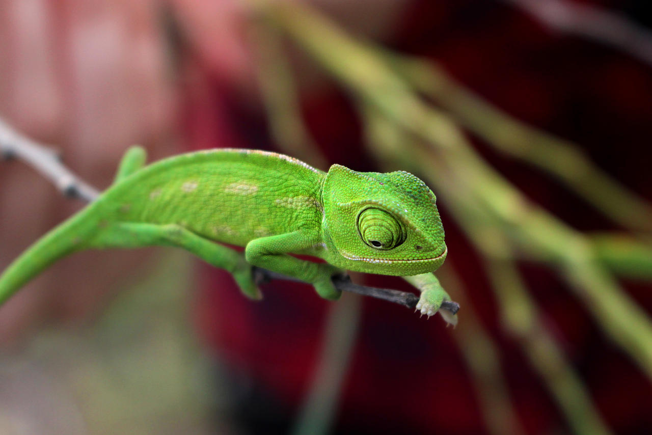 Chameleon close-up