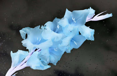 Inverted Gladiolus