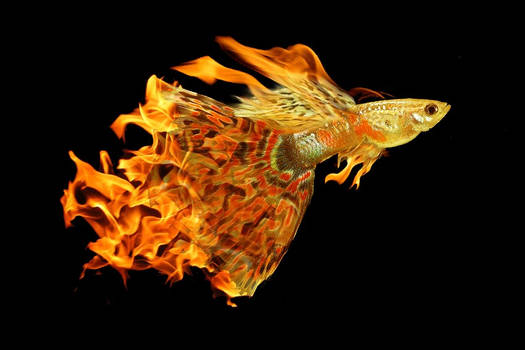 Flaming Skyfish