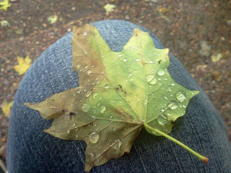 droplet leaf