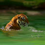 Tiger Water