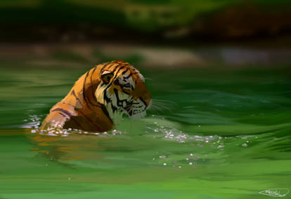 Tiger Water