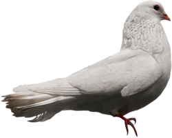 Pigeon