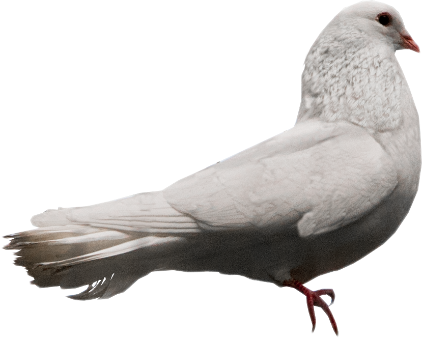 Pigeon