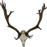 Skull of a reindeer