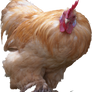 Red Rooster