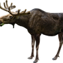 Elk or moose