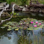 Water-lilies