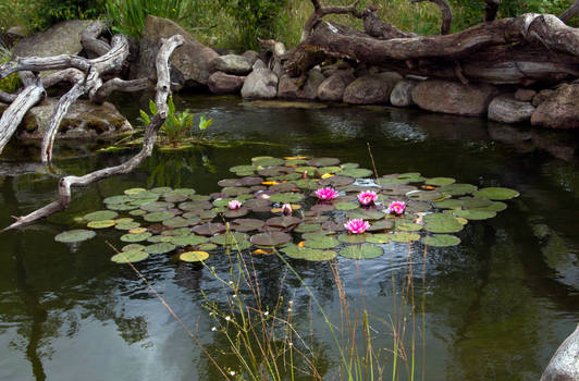 Water-lilies