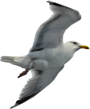 Seagull